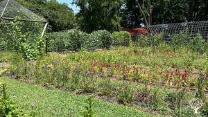 Christian co-op farm growing three market gardens & raising sheep, chickens, rabbits, etc.