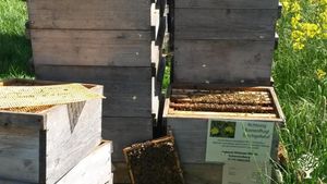 Mixed Farm, Family farm, Apiary