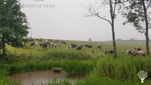 Cows holistically grazing near a wildlife pond area