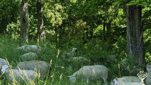 Pasture based sheep hill farm in Southern Vermont