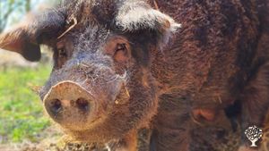 Hobby Farm, with pigs, vegetables, a large garden and original buildings from 1830 - 1880.