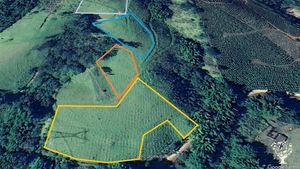 Converting pasture into forest is a mission to mitigate the effects of global warming.