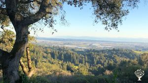 Avocado farm🥑 with beautiful view, surrounded by redwoods, 30 minutes from Santa Cruz