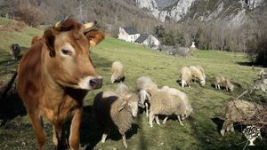 Petite ferme de montagne ,troupeau laitier, potager, acceuil d'enfants