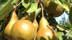 Selbstversorgerhof mit Schafen, Geflügel und Obstwiese