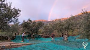 Riverside farm in the abundant Mondego valley