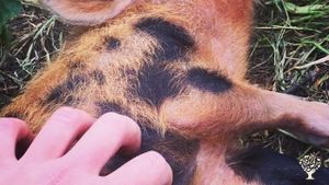 Three different Crofts across Skye