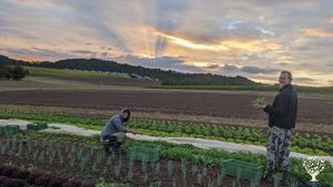Vegetable farm with draft horses, small community, CSA