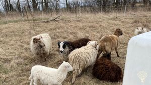 We are a family homestead interested in self-sufficiency and permaculture.