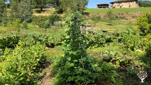 Cultivamos hortalizas para consumo propio y tenemos un jardín bastante grande.