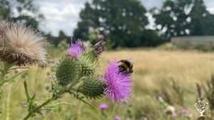 A wild flower rewilding project for the local area