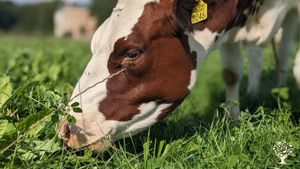 Ecological farm with cows, vegetables and crops & cheese and dairy production & agroforestry
