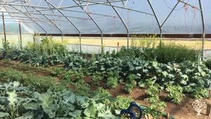 80-acre farm owned by the Dominican Sisters of Peace