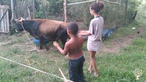 Little farm collective of 8 to 12 persons between children and adults