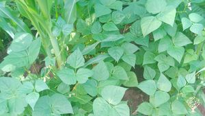 Maize and beans plantation 