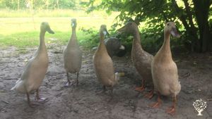 Grower of speciality edible flowers, herbs and greens