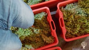 Azienda vitivinicola biologica sull'appennino Tosco Romagnolo