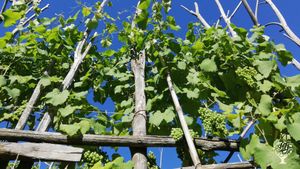 Azienda vitivinicola biologica e produzione di vino senza chimica.