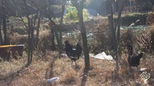 <CN108>생명이 있는 것은 다 아름답다 / Everything That Has Life Is Beautiful.