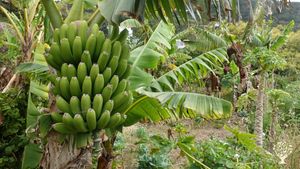 An evolving eco-finca in the North of Tenerife