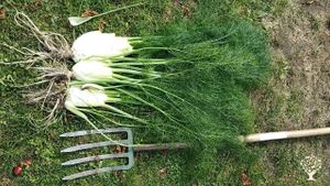 Fenchel in Liebe gewachsen