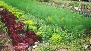 Ferme en maraichage bio diversifié en transition sol vivant