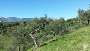Casa familiare e giardino - rurale, Frutteto, Produzione ortaggi, Olivi