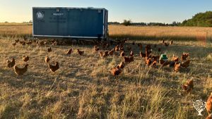 Organic vegetable farms