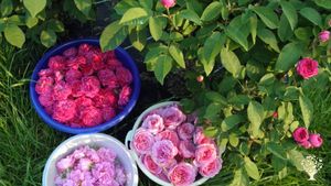 Anbau von Holunder und Rosen, Verarbeitung zu Kulinarischem, Direktvermarktung