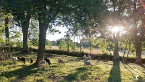 Idyllic evening