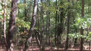 18 acres of woods, marsh and fields growing berries and vegetables