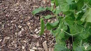 Producción agroecológica de verduras(2hectareas)masia catalana con muchos terreno y bosque cerca,