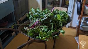 frisch aus dem Garten