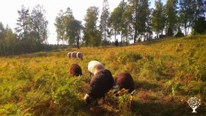 Family Farm at the edge of a nature reserve. Helping Nature Thrive with Gardens, Animals, and Trails
