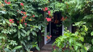 Entrée par le «&nbsp;tunnel végétal «&nbsp; en été : climatisation par l architecture végétale 