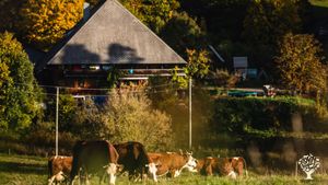 Vielseitiger Biobetrieb im Schwarzwald