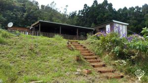 Production de plantes médicinales dans les Hauts de la Réunion