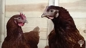 Farming our food whilst creating a beautiful forest.