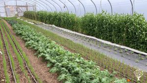 Certified Organic Vegetable Market Garden
