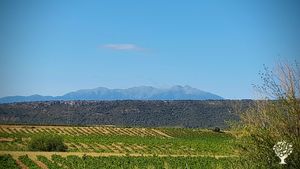 Micro domaine vitivinicole certifié biologique avec pratiques biodynamiques