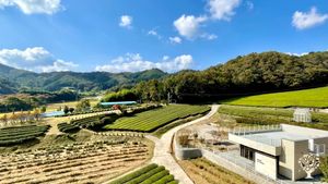 <JN131>친환경 유기농 한국 전통 차 / Eco-friendly Organic Korean Traditional Tea