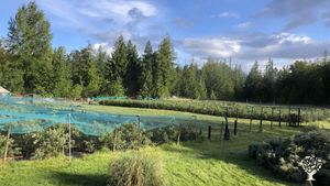 Organic Blueberry Farm