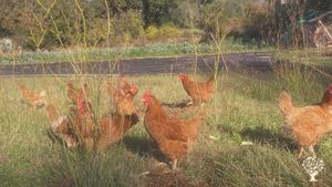 Maraichage diversifié