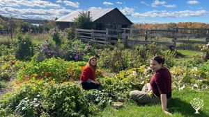 Harvesting and grazing on ground cherries
