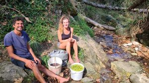 Soaking the olives harvested  