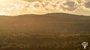 Vue de notre forêt