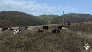 Our goats and mount Vlahina 