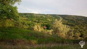 Family home and garden - rural