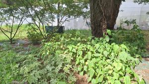 J'ai créé il y a deux ans des jardins où je cultive les plantes aromatiques et médicinales.