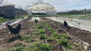Micro-ferme en maraichage bio diversifié et activité de naturopathie